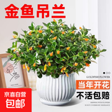 四季常青金鱼花吊兰盆栽室内绿植花卉多肉植物发财树好养易活客厅 金鱼吊兰21-29棵+白色陶瓷盆