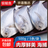 野生海捕银鲳鱼5条/斤新鲜冷冻批发海鲜水产白鲳鱼一箱海鱼扁平鱼 野生海捕银鲳鱼500g/袋*2（10条）