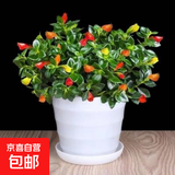 四季常青金鱼花吊兰盆栽室内绿植花卉多肉植物发财树好养易活客厅 金鱼吊兰21-29棵+白螺纹盆