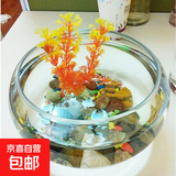 水仙花盆碗莲盆缸玻璃睡莲盆花盆玻铜钱草水培花卉玻璃瓶透明 特大号口20厘米，肚径25厘米高12加厚