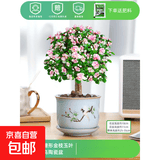 盆栽水培多肉植物室内花卉办公老桩绿植净化好养肉肉盆景1 老桩金枝玉叶(独杆棒棒糖形)+报喜鸟陶瓷 含盆