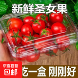 京喜加圣女果小西红柿孕妇可食用新鲜水果番茄现摘现发千禧蔬菜 5斤