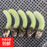 精品开花九尾狐多肉植物高档盆栽长毛系列猴尾巴办公室盆栽防辐射 5颗九尾狐5-8厘米-当年可开花-根部带土球