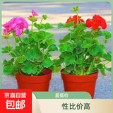 进口大花带花苞天竺葵花苗重瓣花卉庭院阳台四季开花不断盆栽花卉 【2盆少女粉】包对版+原土盆+肥料 带盆栽25~35厘米