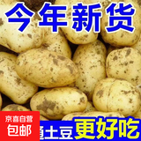 新鲜土豆现挖现发山东正宗黄心黄肉当季蔬菜马铃薯洋芋薯条3两起 山东土豆带箱9斤 中大果