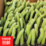 精品开花九尾狐多肉植物高档盆栽长毛系列猴尾巴办公室盆栽防辐射 5颗九尾狐13-16厘米-当年可开花-根部带土球