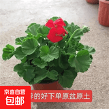 进口大花带花苞天竺葵花苗重瓣花卉庭院阳台四季开花不断盆栽花卉 【2盆中国红】包对版+原土盆+肥料 带盆栽25~35厘米