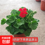 进口大花带花苞天竺葵花苗重瓣花卉庭院阳台四季开花不断盆栽花卉 1盆中国红+包对版+原土盆+肥料 带盆栽25~35厘米