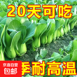 【亏本冲量】爆款⭐上海抗热605上海青小油菜青菜小白菜种子四季 上海抗热605种子 5包约5000粒