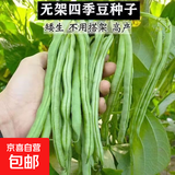 春秋无架豆种子无架豇豆种籽庭院阳台盆栽地栽易种活蔬菜豆角种籽 无架豆种子【1包约50粒】 原厂封装