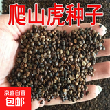 【亏本冲量】新品爬山虎种子四季青三叶地锦阳台庭院爬藤观叶植物 绿爬山虎种子/包约40粒 一包