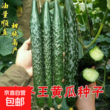 【亏本冲量】寒冬王黄瓜种子耐热菜耐高温耐寒青皮绿肉四季蔬菜 寒冬王黄瓜种子 5包约251粒