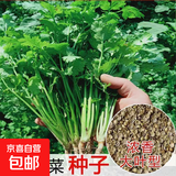 【随种随吃】调料菜种子组合春季四季易种耐热阳台盆栽通种蔬菜 大叶香菜种子2包约2000粒 一包约1000粒