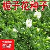 【亏本冲量】栀子花种子春秋播种易活开花植物盆栽室内室外花卉 栀子花种子 1包约100粒