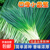 【随种随吃】调料菜种子组合春季四季易种耐热阳台盆栽通种蔬菜 四季小香葱1包约1000粒 一包约1000粒