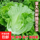 意大利耐抽苔生菜种子耐热耐寒全年种春夏秋季四季阳台蔬菜种籽孑 意大利生菜种子 1包约1000粒