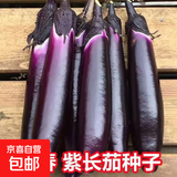 茄子种子进口紫红长茄种籽茄子紫色皮高产四季播紫红茄王蔬菜种籽 紫长茄种籽 5包约1500粒