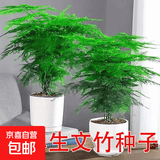 【亏本冲量】新品文竹种子盆栽室内种植室外耐寒花种种籽四季庭院 文竹种子/包约5粒 5包