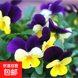 三色堇花种子春天阳台盆栽植物花种籽简单易活庭院花种子室内 三色堇花种子/包约100粒 1包