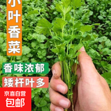 【随种随吃】调料菜种子组合春季四季易种耐热阳台盆栽通种蔬菜 小叶香菜种子2包约2000粒 一包约1000粒