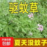 【种它没蚊子】香叶天竺葵籽防蚊子盆栽室内外阳台植物 驱蚊草种子/包约500粒 1包