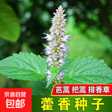 新鲜藿香种子食用藿香盆栽原土霍香苗五香叶鱼香种子阳台庭院蔬菜 藿香种子 1包约1000粒