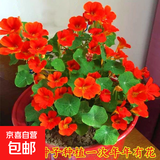 【亏本冲量】当季新种旱金莲种子垂吊旱荷花籽草种乌金莲花籽四季 旱金莲种子/包约30粒 1包