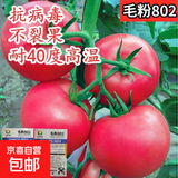 【京东物流】番茄种子盆栽番茄阳台盆栽农家田园大全各种各样 毛粉802番茄种子1包约200粒