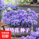 风铃草花种室内外庭院铃兰花盆栽花种子花种籽子四季开花易活花籽 风铃草种子/包约1000粒 1包
