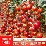 红圣女果种子小番茄小西红柿田园阳台盆栽四季种蔬菜番茄种子 红圣女果种子【1包约200粒】 原厂封装