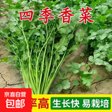 【随种随吃】调料菜种子组合春季四季易种耐热阳台盆栽通种蔬菜 大叶香菜种子1包约1000粒 一包约1000粒
