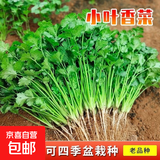 【随种随吃】调料菜种子组合春季四季易种耐热阳台盆栽通种蔬菜 小叶香菜种子1包约1000粒 一包约1000粒