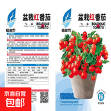 【京东物流】番茄种子盆栽番茄阳台盆栽农家田园大全各种各样 盆栽红番茄种子2包约400粒