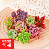 【新人专享】虹之玉多肉植物彩色系列红色精品多肉办公室室内 随机多肉8颗不重复