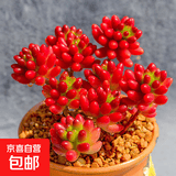 【新人专享】虹之玉多肉植物彩色系列红色精品多肉办公室室内 虹之玉9厘米【塑料盆栽好】