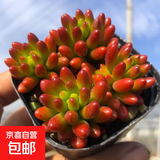 【新人专享】虹之玉多肉植物彩色系列红色精品多肉办公室室内 虹之玉5-6厘米【塑料盆栽好】