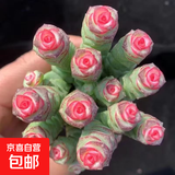 【新人专享】虹之玉多肉植物彩色系列红色精品多肉办公室室内 彩色钱串串8~10头 带塑料盆