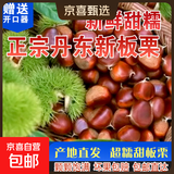 【秋果之王】25年丹东新鲜板栗现摘现发粉糯香甜蔬菜水果 丹东板栗 5斤