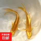 金鱼活体观赏鱼锦鲤草金鱼冷水鱼黑金锦鲤黄金锦鲤白金锦鲤小型鱼 6-8cm黄色3条