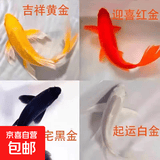 金鱼活体观赏鱼锦鲤草金鱼冷水鱼黑金锦鲤黄金锦鲤白金锦鲤小型鱼 6-8cm黑+白+黄+红各一条【共4条】
