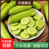 低卡早餐奶油黄瓜减脂夏季零食白玉水果黄瓜脆甜可口生鲜蔬菜 试吃款 12根左右 泡沫箱发货 3斤