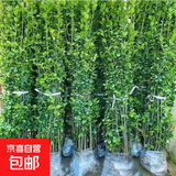 法国冬青绿篱北海道黄杨冬青庭院种植室外耐寒四季常绿长青不落叶 北海道冬青50-60厘米高10颗