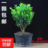 迩英阁黄杨盆景耐寒办公室内盆栽四季常青好养客厅花卉庭院树苗桌 黄杨盆栽45厘米高 买两盆送一盆（到手三盆） 不含盆  根部带土球发货  包成活