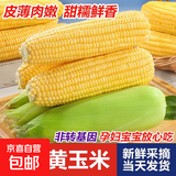 【生吃爆浆】金银双色水果玉米甜脆新鲜带壳代餐孕妇控糖0脂即食 黄金水果玉米 3斤【约3-4根】