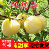 蜂糖李子树苗嫁接特大晚熟脱骨青脆李子果树苗南北方种三华李树苗 5年苗【两棵装】（店长推荐）品种留言 81cm(含)-110cm(含)