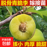 蜂糖李子树苗嫁接特大晚熟脱骨青脆李子果树苗南北方种三华李树苗 蜂糖李脆甜（5年苗当年结果） 81cm(含)-110cm(含)