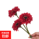 把束拉丝菊 简约现代陶瓷花瓶摆件 插花干花花束会议桌装饰高端 红色/1枝