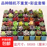 精品多肉植物组合盆栽办公室内桌面绿植花卉盆栽仙人掌仙人球多肉 精选随机1颗多肉+1个塑料彩盘+土
