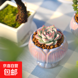 精品多肉植物组合盆栽办公室内桌面绿植花卉盆栽仙人掌仙人球多肉 侧影+宝莲灯瓷盆栽好