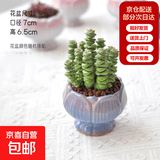 精品多肉植物组合盆栽办公室内桌面绿植花卉盆栽仙人掌仙人球多肉 钱串+宝莲灯瓷盆栽好